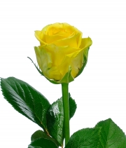 Изображение товара Троянда Пенні Лейн (Penny Lane) висота 70см